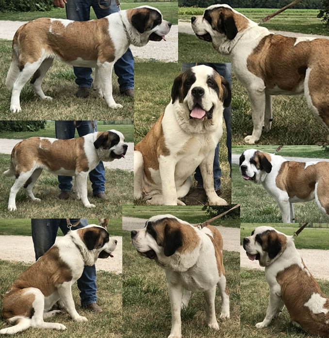 Faye collage